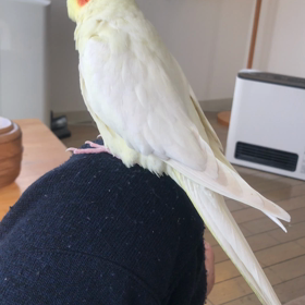 ハナちゃん荒ぶるの画像