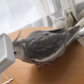 リリとハナちゃんの画像