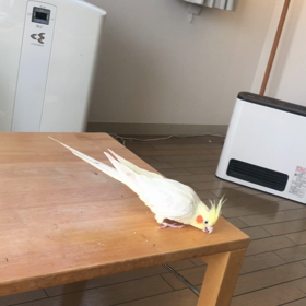 ハナちゃんの朝のお散歩の画像
