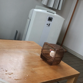 今朝のきゅうとハナちゃんの画像