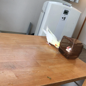 今日のきゅうとハナちゃんの画像