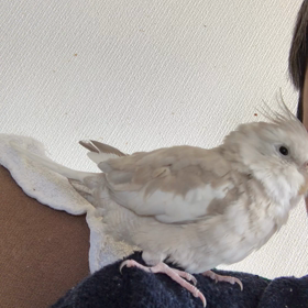 ハナちゃんとリリの画像