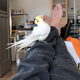今日のハナちゃんの画像