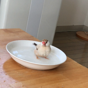 ハナちゃんの水浴びの画像