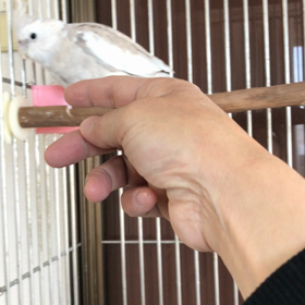 リリとハナちゃんの画像