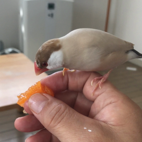 みかんの画像