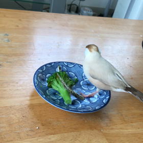 今日のきゅうとハナちゃんの画像