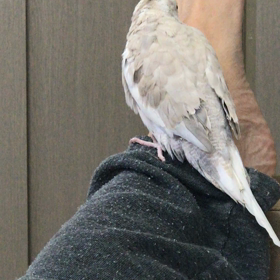 今日は、雨ですねの画像