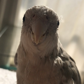 リリの画像