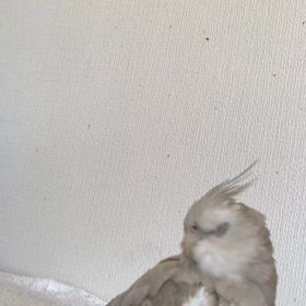 花冷えの画像