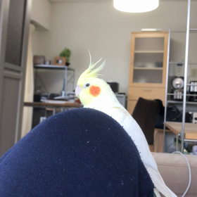 ハナちゃんの画像