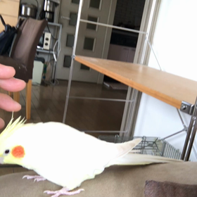 ハナちゃんカキカキの画像
