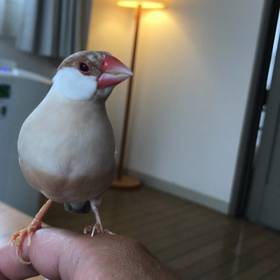 今日のきゅうの画像