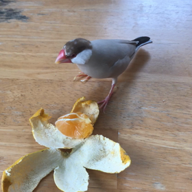 みかんの画像