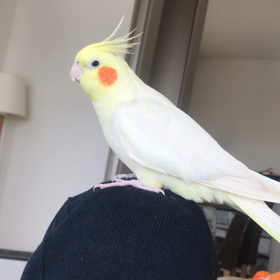 ハナちゃんカキカキの画像