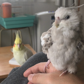 ハナちゃんとリリの画像