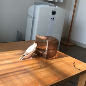 きゅうの水浴びの画像