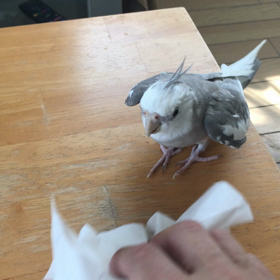 ハナちゃんハッスルの画像