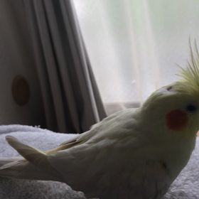 ハナちゃんとりりの画像