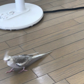 今日のハナちゃんとリリの画像