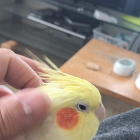 ハナちゃんの画像