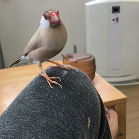 ドライヤーの画像