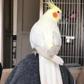 今日のハナちゃんとリリの画像