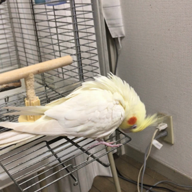 そのう炎の画像