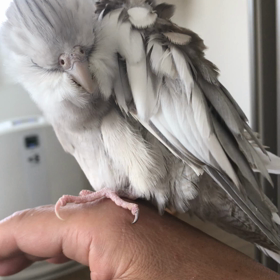 ハナちゃんとリリの画像