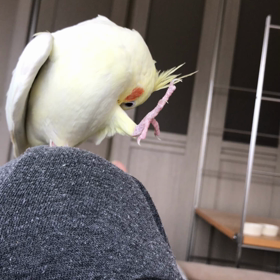 今日のハナちゃんの画像