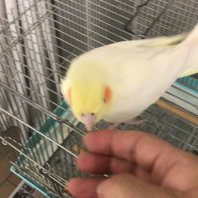 ハナちゃんの画像