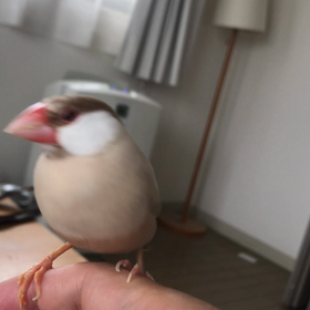 今日のきゅうの画像