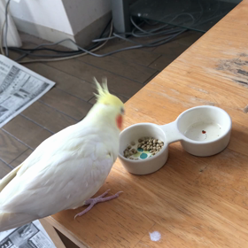 今日のハナちゃんの画像