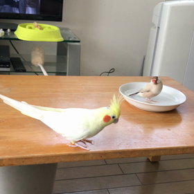 きゅうの水浴びの画像
