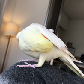 ハナちゃんの画像