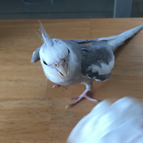リリの声の画像