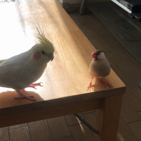 今日のきゅうとハナちゃんの画像