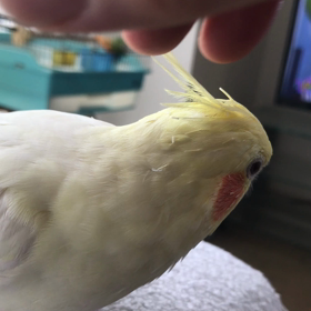 ハナちゃんカキカキの画像