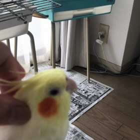 ハナちゃんカキカキの画像