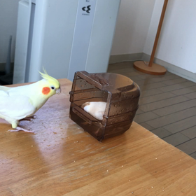 きゅうの水浴びとハナちゃんの画像