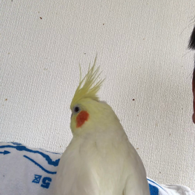 今日のハナちゃんの画像