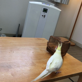 今日のきゅうとハナちゃんの画像
