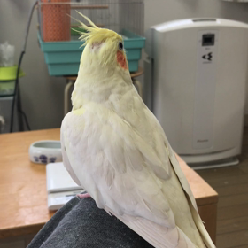今日のハナちゃんとリリの画像