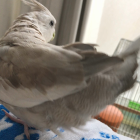 今日は雪❄️？の画像
