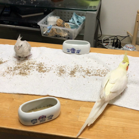 ハナちゃんとリリの画像