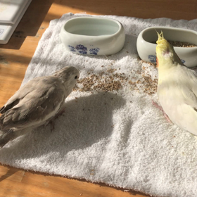 今日のハナちゃんとリリの画像