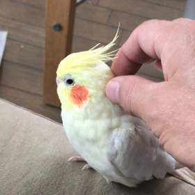ハナちゃんモフモフの画像