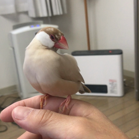 きゅうの画像