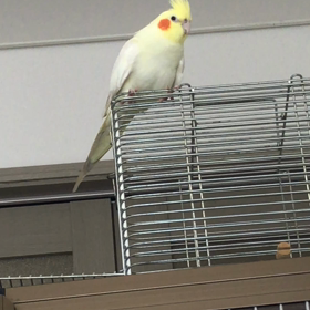 ハナちゃんとリリの画像