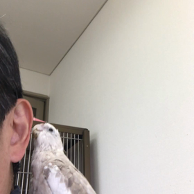 ハナちゃんとリリの画像